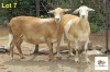 2X EWE MORENA MEATMASTERS (Pay per piece to take the lot) - 2