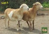 2X EWE MORENA MEATMASTERS (Pay per piece to take the lot) - 3