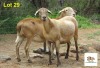 2X EWE MORENA MEATMASTERS (Pay per piece to take the lot) - 2