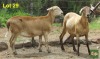 2X EWE MORENA MEATMASTERS (Pay per piece to take the lot) - 3