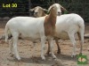 2X EWE MORENA MEATMASTERS (Pay per piece to take the lot) - 3