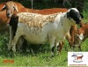 1X RAM DORINGVELD MEATMASTERS - 3