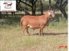 1X RAM DORINGVELD MEATMASTERS