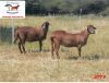 2X EWE DORINGVELD MEATMASTERS (Pay per piece to take the lot)