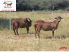 2X EWE DORINGVELD MEATMASTERS (Pay per piece to take the lot) - 2