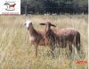 2X EWE DORINGVELD MEATMASTERS (Pay per piece to take the lot) - 2