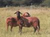 2X EWE DORINGVELD MEATMASTERS (Pay per piece to take the lot) - 2