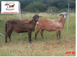 2X EWE DORINGVELD MEATMASTERS (Pay per piece to take the lot)