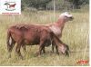 2X EWE DORINGVELD MEATMASTERS (Pay per piece to take the lot) - 2