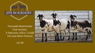 2X EWE JPH BOERDERY (Pay per piece to take the lot)