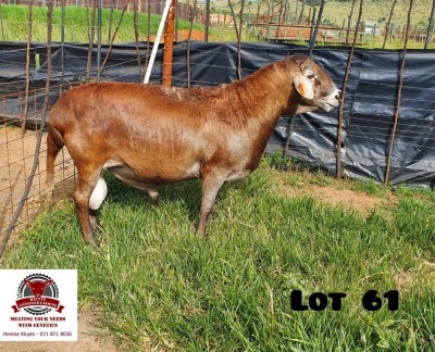 1X RAM KLUYTS LIVESTOCK FARMING