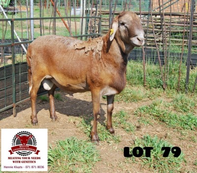 1X RAM KLUYTS LIVESTOCK FARMING