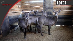 Waterbuck