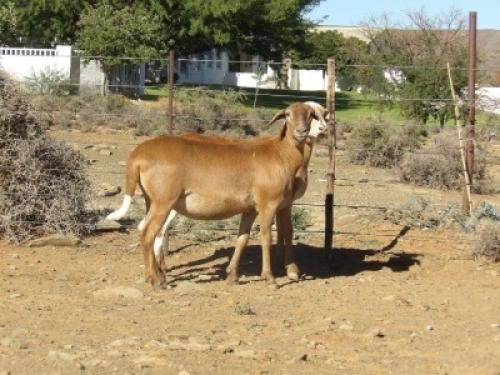 LOT 134 2X MEATMASTER OOIE/EWE WILGERBOOM MEATMASTERS(PER STUK OM LOT TE NEEM/PER PIECE TO TAKE THE LOT)