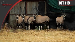 Bushveld Oryx