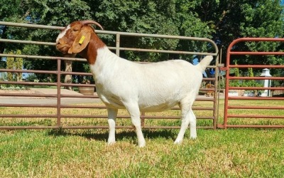 1X BOER GOAT FLOCK ON COLOUR DOE LJ DU RAAN & SEUNS