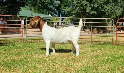 1X BOER GOAT STUD DOE LJ DU RAAN & SEUNS