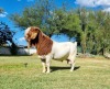 1X BOER GOAT FLOCK BUCK LJ DU RAAN & SEUNS