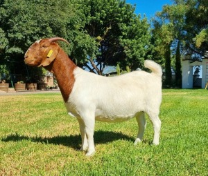 1X BOER GOAT PREGNANT FLOCK DOE LJ DU RAAN & SEUNS