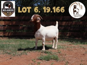 1X BOER GOAT STUD DOE MILAMIEK BOERBOKSTOET