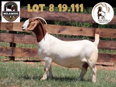 1X BOER GOAT STUD DOE MILAMIEK BOERBOKSTOET