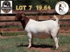 1X BOER GOAT FLOCK DOE MILAMIEK BOERBOKSTOET