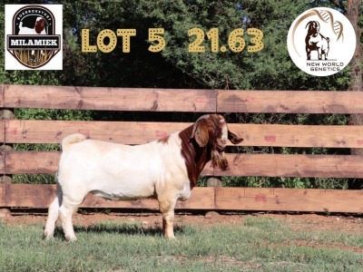 WITHDRAWN - 1X BOER GOAT BUCK MILAMIEK BOERBOKSTOET