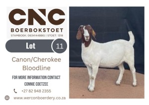 1X BOER GOAT STUD DOE CNC BOERBOKSTOET