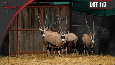 Bushveld Oryx