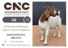 1X BOER GOAT STUD DOE CNC BOERBOKSTOET