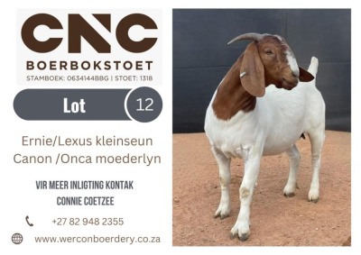 1X BOER GOAT STUD DOE CNC BOERBOKSTOET