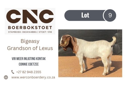 1X BOER GOAT FLOCK ON COLOUR BUCK CNC BOERBOKSTOET