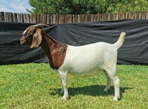 1X BOER GOAT PREGNANT FLOCK DOE KARSTEN BOERDERY