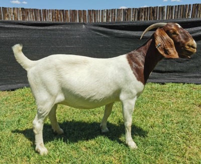 1X BOER GOAT PREGNANT STUD DOE KARSTEN BOERDERY