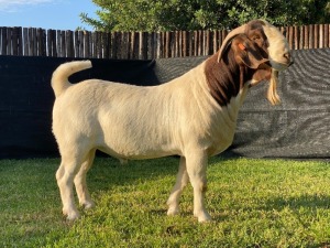 WITHDRAWN - 1X BOER GOAT BUCK KARSTEN BOERDERY