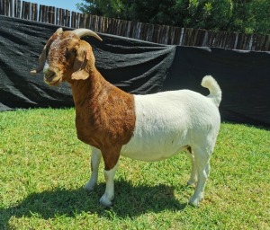 1X BOER GOAT PREGNANT FLOCK ON COLOUR DOE KARSTEN BOERDERY