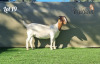 1X BOER GOAT STUD DOE BOOYSEN BOERDERY