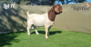 WITHDRAWN - 1X BOER GOAT DOE BOOYSEN BOERDERY