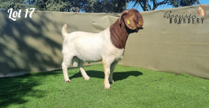 WITHDRAWN - 1X BOER GOAT DOE BOOYSEN BOERDERY