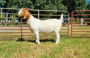 1X BOER GOAT FLOCK DOE LJ DU RAAN & SEUNS