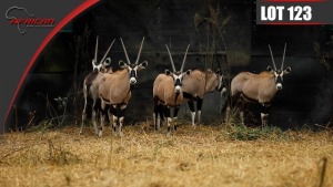 Bushveld Oryx