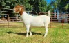 1X BOER GOAT PREGNANT FLOCK DOE LJ DU RAAN & SEUNS