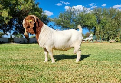 1X BOER GOAT STUD BUCK LJ DU RAAN & SEUNS