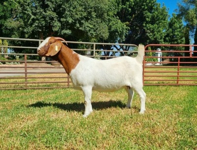 1X BOER GOAT FLOCK DOE LJ DU RAAN & SEUNS