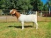 1X BOER GOAT FLOCK DOE LJ DU RAAN & SEUNS