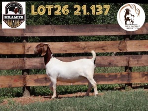 1X BOER GOAT STUD DOE MILAMIEK BOERBOKSTOET