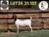 1X BOER GOAT STUD DOE MILAMIEK BOERBOKSTOET