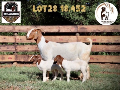 1+2X BOER GOAT STUD DOE MILAMIEK BOERBOKSTOET