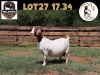 1X BOER GOAT STUD DOE MILAMIEK BOERBOKSTOET