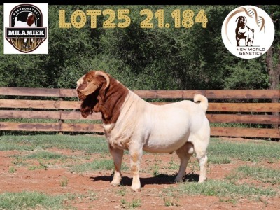 WITHDRAWN - 1X BOER GOAT BUCK MILAMIEK BOERBOKSTOET